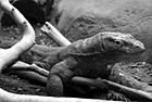 Black & White Komodo Dragon at Zoo preview