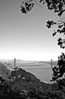 Black & White Golden Gate Bridge framed by Tree preview