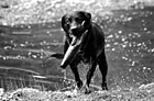 Black & White Black Lab Playing Fetch in Water preview