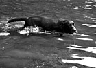 Black & White Black Lab Drinking Water in Lake preview