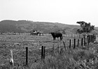 Black & White Black Cow on Farm preview