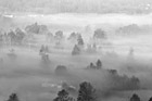 Black & White Early Morning Autumn Fog & Trees preview