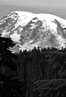 Black & White Close Up Mount Rainier & Trees preview