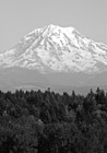Black & White North Side of Mt. Rainier preview