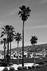 Black & White Palm Trees in Housing Development preview