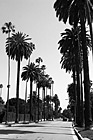 Black & White Palm Trees Leading to Sunset Blvd. preview