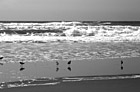 Black & White Waves & Seagulls by Pacific Ocean preview