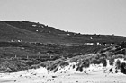 Black & White Cows on Coastal Green Hill preview