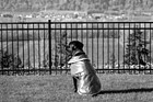 Black & White Dog Looking at View Through Fence preview