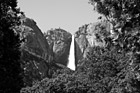 Black & White Yosemite Falls Through Trees preview