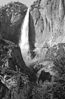 Black & White Yosemite Falls & Trees preview