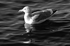 Black & White Seagull Swimming in Puget Sound preview