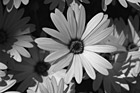 Black & White Yellow Flower & Orange Center preview