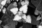 Black & White Close up of a White Leaf with Green Trim preview