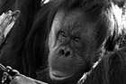 Black & White Orangutan Close Up preview