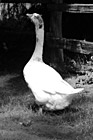 Black & White Back of White Goose preview