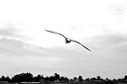 Black & White Seagull Flying preview