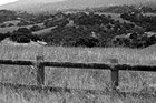 Black & White Country Fence & Green Fields preview
