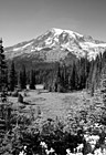 Black & White Flowers, Field, & Mount Rainier preview