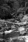 Black & White Scenic Creek in Forest preview