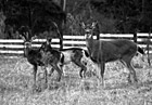 Black & White Close up of Three Deer preview