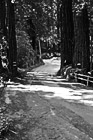 Black & White Road Between Trees with Shadows preview