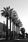Black & White Row of Palm Trees in San Jose preview