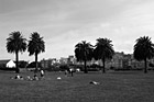 Black & White People Enjoying a San Francisco Park preview