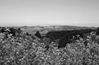 Black & White Bay Area Landscape Scene preview