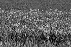 Black & White Daffodils in Farm Field preview