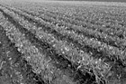 Black & White Rows of Farm Crop with Daffodils preview