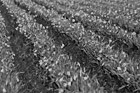 Black & White Rows of Daffodils on Farm Field preview