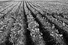 Black & White Rows of Daffodils preview