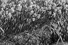 Black & White Close up of Daffodils on a Farm preview