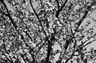Black & White Spring Tree in Blossom preview