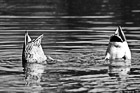 Black & White Two Ducks Diving Under Water preview