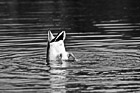 Black & White Upside Down Duck Searching for Food preview