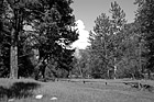Black & White Landscape Trees & Fence in Yosemite preview