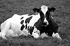 Black & White Cow Laying Down preview