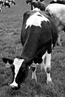 Black & White Cow About to Eat preview