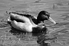 Black & White Duck Sitting in Lake preview