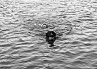 Black & White Black Lab Swimming preview