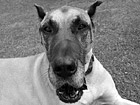 Black & White Great Dane's Face Close Up preview