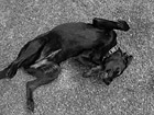 Black & White Black Lab Rolling Over on Back preview