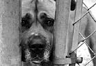Black & White Close Up of a Dog's Face preview