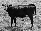 Black & White Black Cow preview