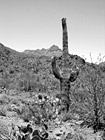 Black & White Cactus Tree preview