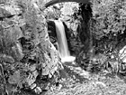 Black & White Christine Falls, Mt. Rainier National Forest preview