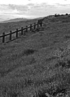 Black & White Bright Green Grass & Fence in Palo Alto preview