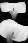 Black & White Close Up of White Arum Lily Flowers preview